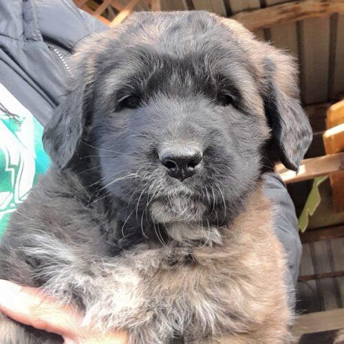 Belen - 2 Mesi (Nata A Novembre 2025)  - Meticcio  - Taglia: Grande  - Carattere: Dolce, Coccolona E Buona  